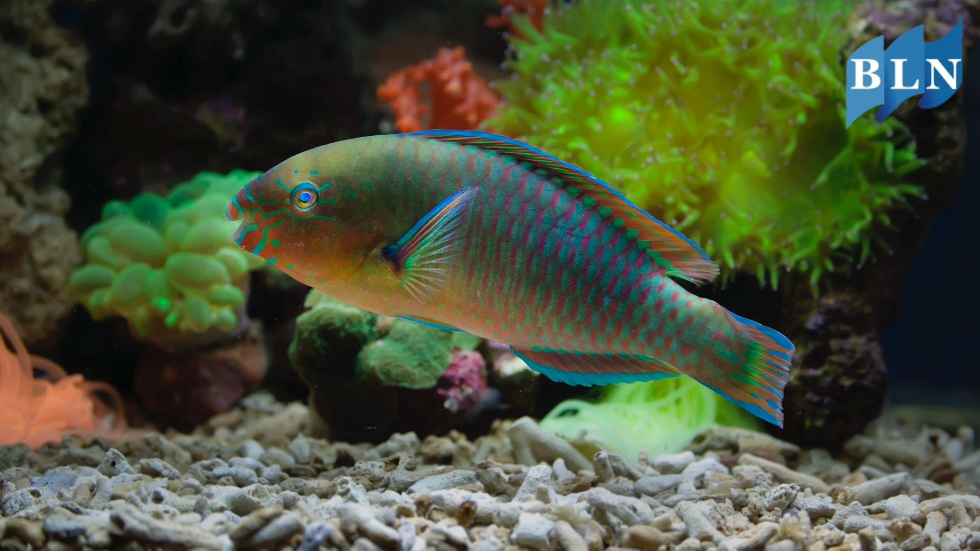 This is Why Parrotfish is Important to Control Coral Growth